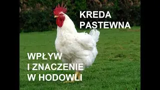 Odcinek 230 KREDA PASTEWNA JAKĄ WYBRAĆ? CHARAKTERYTYKA I WPŁYW W ŻYWIENIU KUR  PORADNIK*HODOWLA KUR*