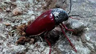 Ponvandu egg in ground level sand how is it