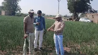 onion nasik red advance