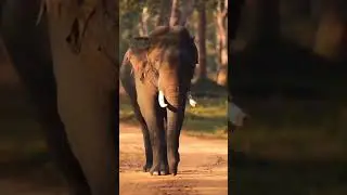 #realwildlife #viralvideo 📸