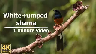 One Minute with the White Rumped Shama: A Indian Songbird Superstar