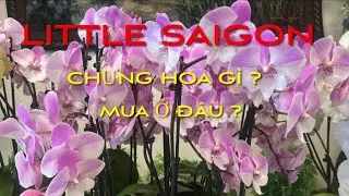 WHAT FLOWERS SHOULD BE DISPLAYED IN LITTLE SAIGON? WHERE TO BUY?