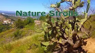 Fryman Canyon Hollywood Hills Nature Walk