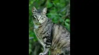 Secrets To Effective Cat Training