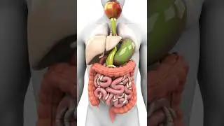 Inside the Digestive System 3D Clay Animation with Parasites!