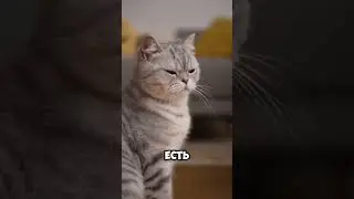 Коты предпочитают коробки #веселыекоты #котики