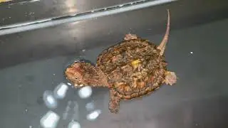 Baby Hybrid Snapping Turtle, this orange colour is awesome