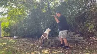 TPCH 8 - 2 Paws