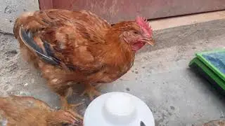 Gallina pavipollo a la edad de 3 meses - &iquest;Cu&aacute;nto pesa?