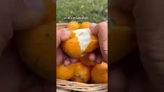 Granadilla 🧡 the sweet passionfruit #fruit