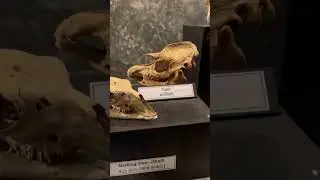 Animal Skull 💀 #shorts #viral #animals #museum #skull