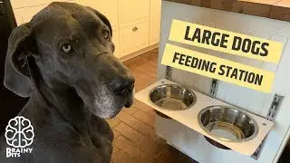 Making an Adjustable Feeding Station for BIG Dogs!