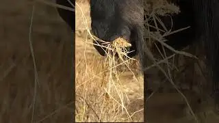 Blue wildebeest up close #shortsyoutube