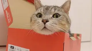 姉猫が悩んでいる隙に箱を横取りする猫。