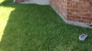 Fugitive Bunny!