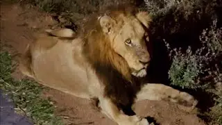Mohawk Avoca Male Lion with Son Nkuhuma Male | Kruger | 10 May 2025