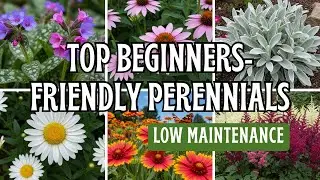 15 Best Low-Maintenance Perennials for Beginner Gardeners
