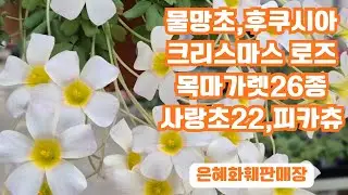 은혜화훼판매장🌳전화주문 ☎010 2651 4421#물망초#후쿠시아#설유화#로사린다 제라늄#필레아 마이크로필라#크리스마스 로즈#목마가렛26종 딸기라떼,아게릭레몬#사랑초22종 피카츄🌳