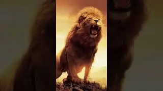 sher e khuda | mera maula haider haider status | tik tok viral video | #lion #shorts #sher #khuda