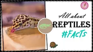Amazing facts about reptiles | Did you know? | Educational  #Learn about reptiles #Science