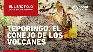 El libro rojo, Especies amenazadas - Teporingo, el conejo de los volcanes
