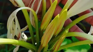 splash to plants is live