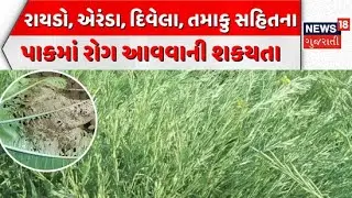 Banaskantha Unseasonal Rain Update | રાયડો, એરંડા, દિવેલા, તમાકુ સહિતના પાકમાં રોગ આવવાની શકયતા