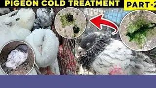 PIGEON#COLD#TREATMENT#🕊️🥰💫