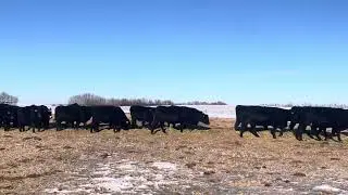 Christian Guenther bred heifers Feb 5