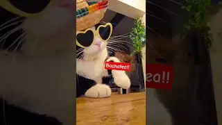 Bachatea 💃🏻✨🎶 #cat #humor #musica #bachata