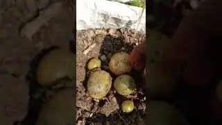 Potato Harvesting At Home #shorts #shortvideo #viral