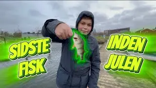 Brakvands aborre i december @colinfishesDanmark 