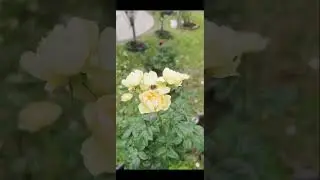 士林官邸