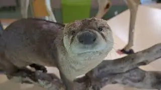 Exclusive Look at WVDNR's Claudia L. Workman Wildlife Education Center
