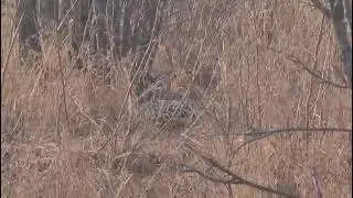 Leopard sleeping in the thicket 