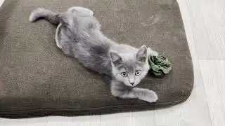 Tiny Kitten Playing and Meowing Loudly