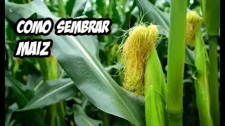 Como Sembrar Maíz en el Huerto | La Huerta de Ivan