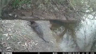 Wildkamera-Aufnahmen am Flussufer