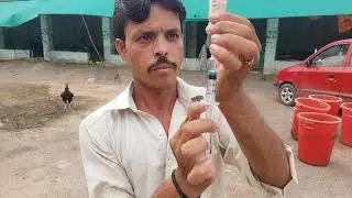 New Aseel Chicks Ko NDIBV-Vaccination ka 100% Sahi Tareeqa By Ustaad Palay Khan PK Smart Aseel Pesh