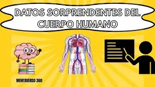 🧠 El Cuerpo Humano: Datos Asombrosos que No Sabías | Mentaverso 360