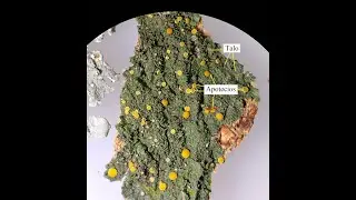 Laboratorio de Bot&aacute;nica: L&iacute;quenes