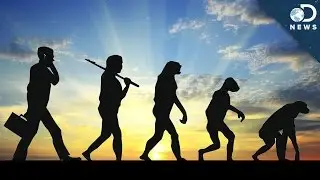 Is It Possible For Evolution To Reverse?