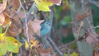 Aves de la cuarentena: Celestino com&uacute;n (Tangar&agrave; sayaca).