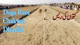 Dogs Race In Chakwal 2022  | dog race | coursing | racing | wild rabbit