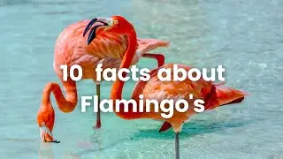 10 Interesting Facts about flamingos