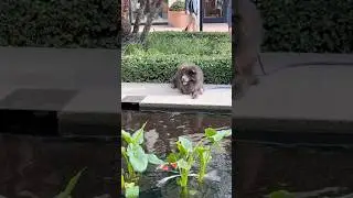 Big Doggy Checking Out Beautiful Japanese Koi #cuteanimal #pets