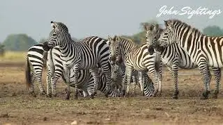 ZEBRA LIFE IN THE WILD: RESTING, DRINKING, AND SURVIVING NATURE #wildlife #masaimara #nature #zebras