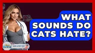 What Sounds Do Cats Hate? - Ask A Pet Vet