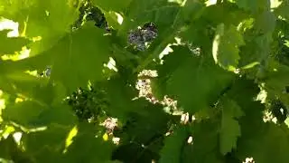 O&iacute;dio en cuajado, vi&ntilde;edos cari&ntilde;ena o mazuelo