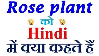 Rose plant meaning in hindi | Rose plant ka matlab kya hota hai | Rose plant in hindi